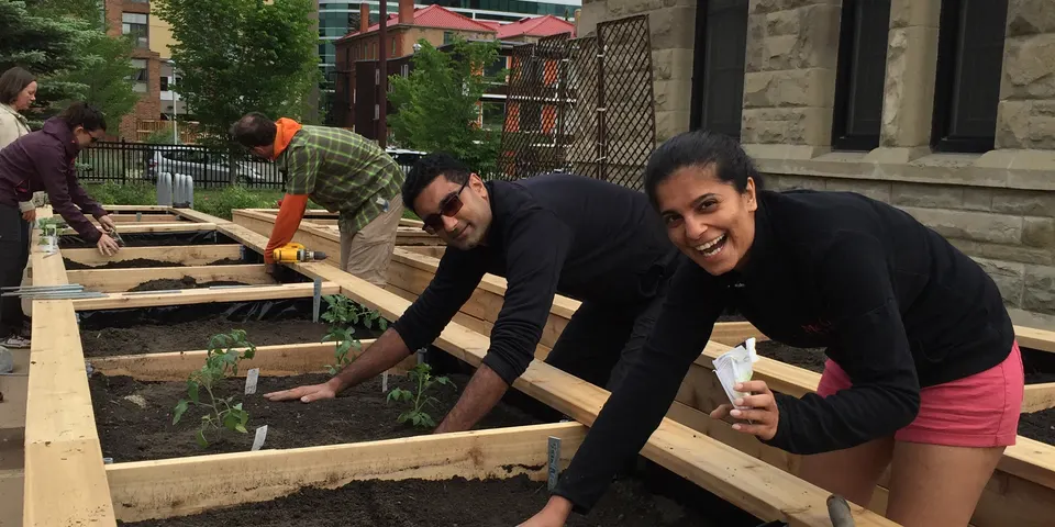 Neighbours planting seedlings in new raised cedar garden beds in Calgary’s Beltline
