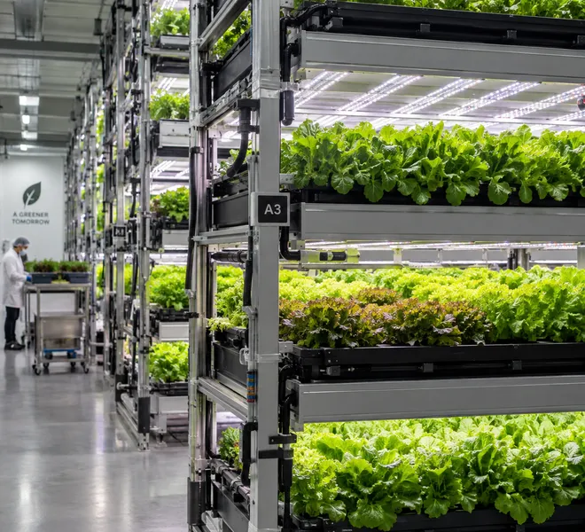 Rows of leafy greens growing under LED light on tall racks in an indoor vertical farm